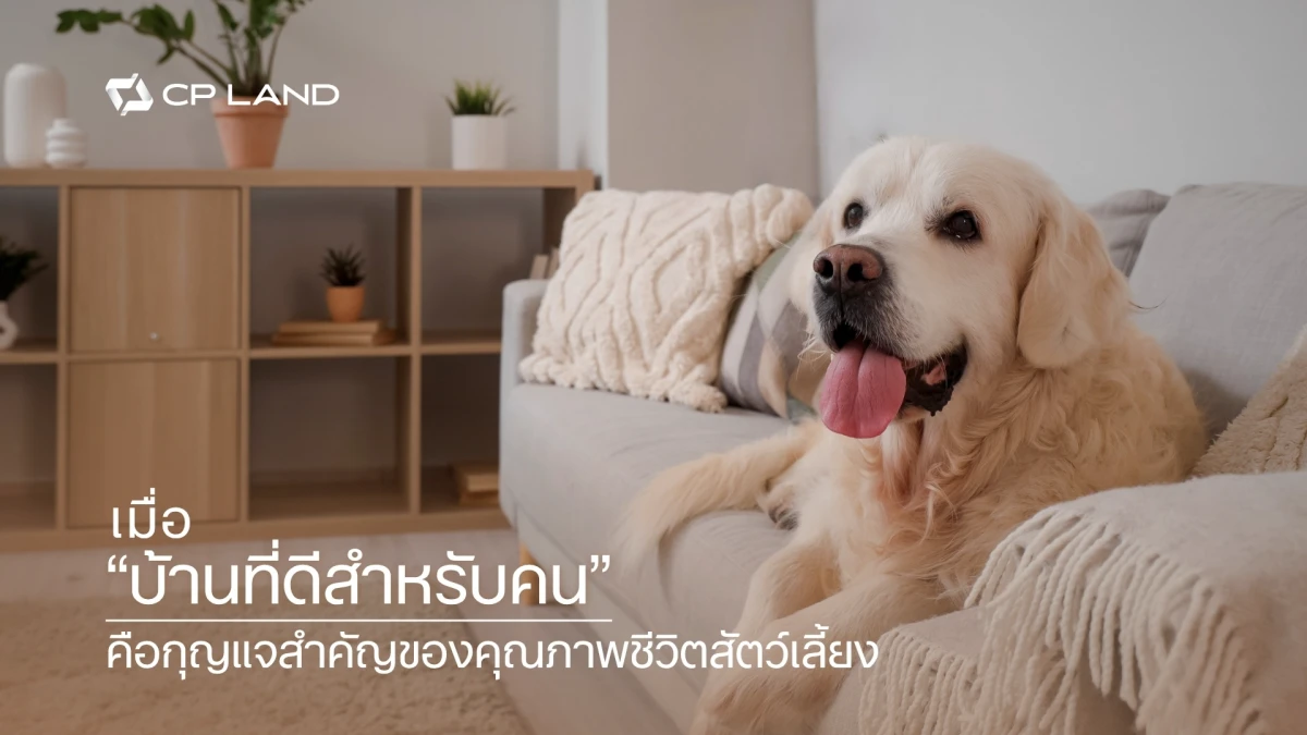 Banner_international-dog-day-pet-living-quality-cp-land